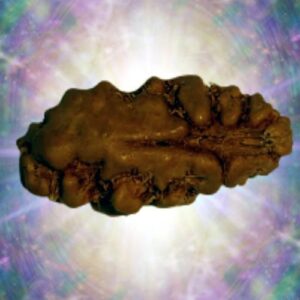 1 Mukhi Indonesia Rudraksha 15 mm