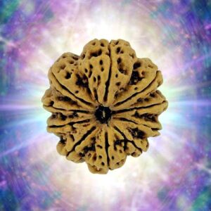 10 Mukhi Rudraksha 36.47 mm 11.47 gm