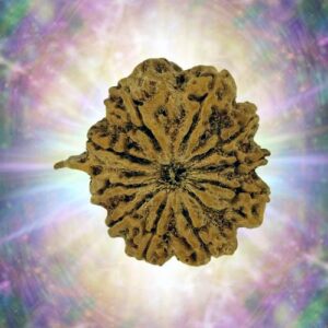 10 Mukhi Rudraksha 37.2 mm 11.11 gm