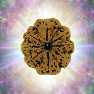 8 Mukhi Rudraksha 35 mm 10.8 gm