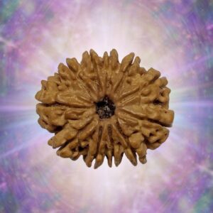 11 Mukhi Rudraksha 20 mm