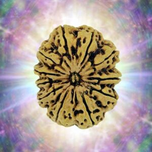 11 Mukhi Rudraksha 38.4 mm 9.46 gm