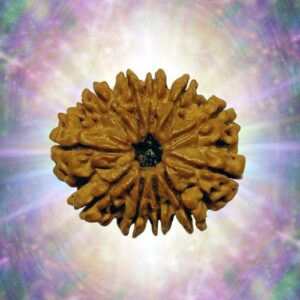11 Mukhi Rudraksha 39 mm 8.67 gm