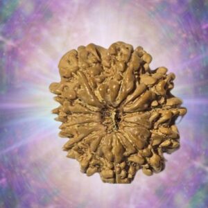12 Mukhi Rudraksha 21 mm