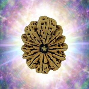 12 Mukhi Rudraksha 39 mm 11.55 gm