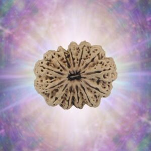 13 Mukhi Rudraksha 21 mm