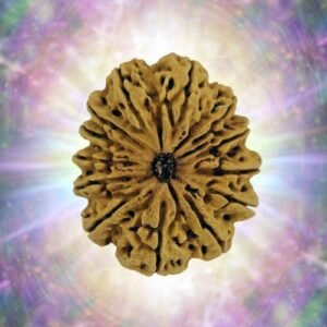 13 Mukhi Rudraksha 31.78 mm 6.699 gm