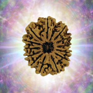 13 Mukhi Rudraksha 32.42 mm 6.715 gm