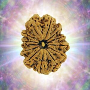 13 Mukhi Rudraksha 33.24 mm 6.132 gm