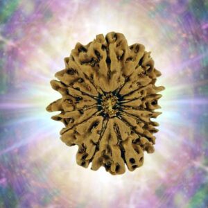 13 Mukhi Rudraksha 33.44 mm 8.144 gm