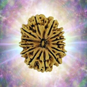 13 Mukhi Rudraksha 33.70 mm 6.385 gm
