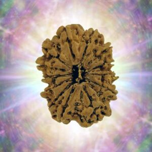13 Mukhi Rudraksha 33.78 mm 7.715 gm