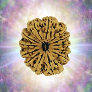 13 Mukhi Rudraksha 34.14 mm 6.390 gm