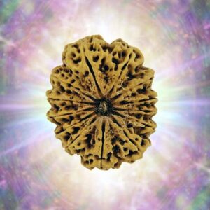 13 Mukhi Rudraksha 34.47 mm 8.555 gm