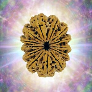 13 Mukhi Rudraksha 34.75 mm 7.427 gm