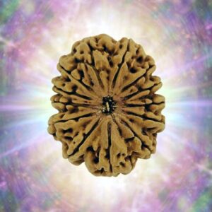 13 Mukhi Rudraksha 34.76 mm 6.394 gm