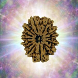 13 Mukhi Rudraksha 35.83 mm 9.206 gm