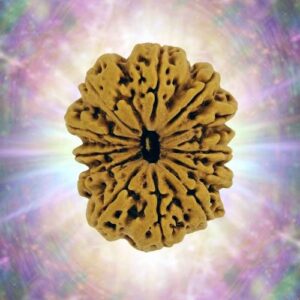 13 Mukhi Rudraksha 36.12 mm 7.474 gm