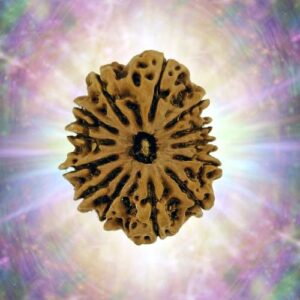 13 Mukhi Rudraksha 37.03 mm 6.347 gm