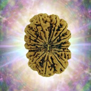13 Mukhi Rudraksha 37.54 mm 9.903 gm