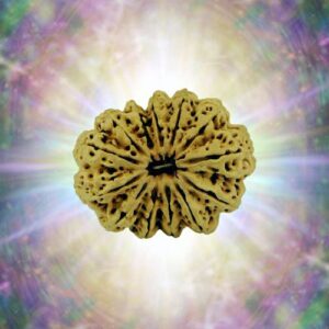 13 Mukhi Rudraksha 37.86 mm 7.205 gm