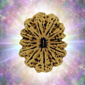 13 Mukhi Rudraksha 37.92 mm 9.930 gm