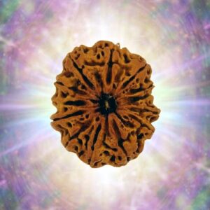 13 Mukhi Rudraksha 39.44 mm 10.25 gm