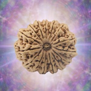 15 Mukhi Rudraksha