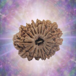 17 Mukhi Rudraksha