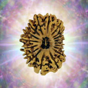 18 Mukhi Rudraksha