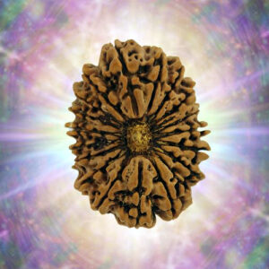 19 Mukhi Rudraksha