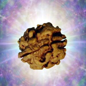 2 Mukhi North Indian Rudraksha