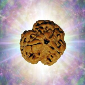 3 Mukhi Nepali Rudraksha