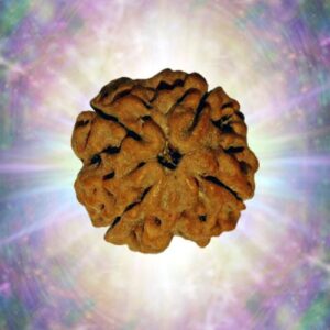 4 Mukhi Nepali Rudraksha