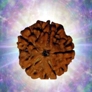 5 Mukhi Nepali Rudraksha