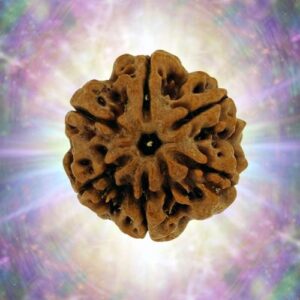 6 Mukhi Nepali Rudraksha