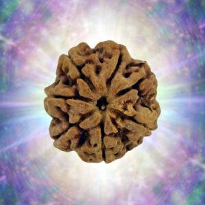 7 Mukhi Rudraksha Full Seed 27.06 mm 6.823 gm