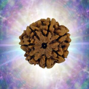 7 Mukhi Rudraksha Full Seed 27.43 mm 6.535 gm
