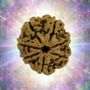 7 Mukhi Rudraksha Full Seed 27.49 mm 5.865 gm