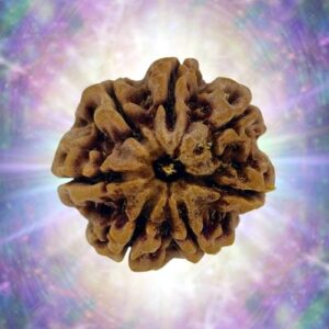 7 Mukhi Rudraksha Full Seed 27.59 mm 7.353 gm