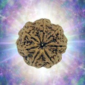 7 Mukhi Rudraksha Full Seed 28.47 mm 6.878 gm