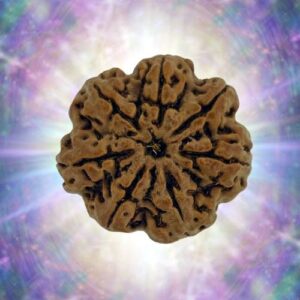 7 Mukhi Rudraksha Full Seed 28.86 mm 5.802 gm
