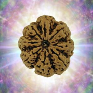 8 Mukhi Rudraksha 34.3 mm 8.98 gm