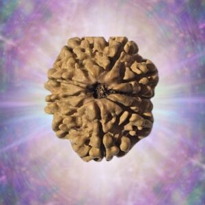 9 Mukhi Rudraksha 21 mm