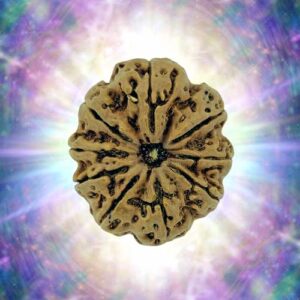 9 Mukhi Rudraksha 34 mm