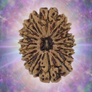 16 Mukhi Rudraksha