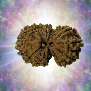 21 Mukhi Rudraksha