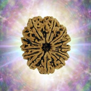 13 Mukhi Rudraksha 38.28 mm 10.713 gm
