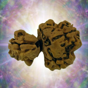 Double Sawar Rudraksha