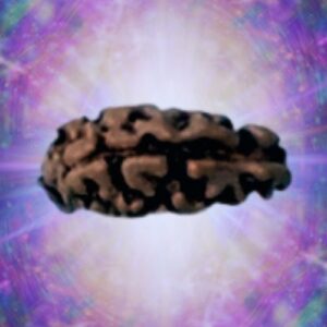 1 Mukhi Indonesian